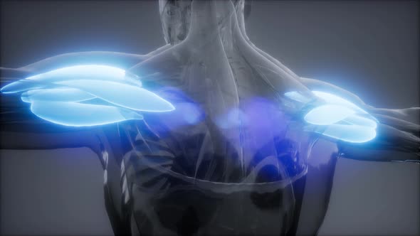 Selected Muscle Anatomy Map alt