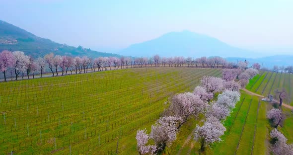 Motion Along Wide Green Vineyard Encircled with Peach Trees