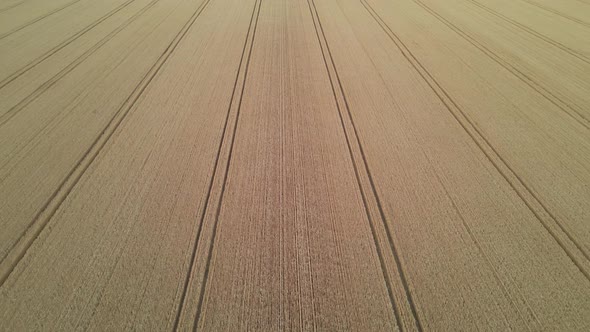 Aerial View Of Yellow Agriculture Crops Field