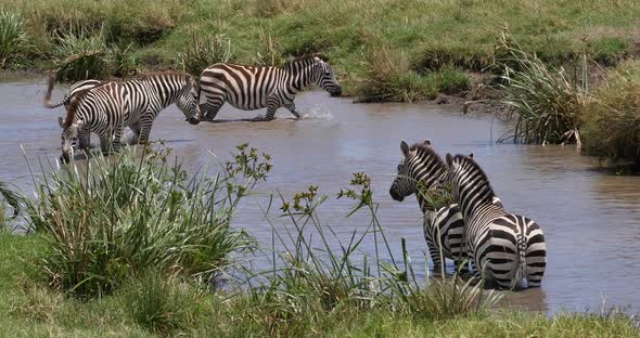 Grant's Zebra, equus burchelli boehmi, Herd standing at the Water Hole, Masai Mara Park in Kenya