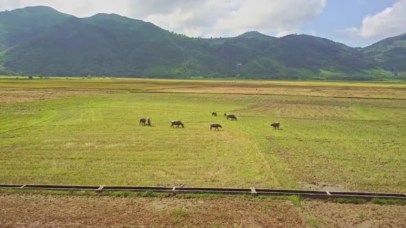 Drone Flies Above Water Canal and Buffaloes on Field