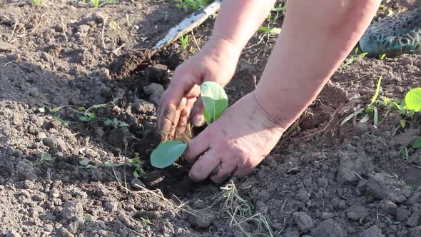 an Elderly Woman in Summer Clothes Plants Young Juicy Cabbage Seedlings in the Vegetable Garden