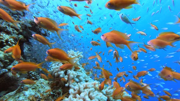 Underwater Glass Fish