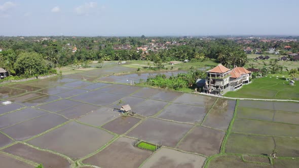 Aerial Shot Rice Field with Birds Indonesia