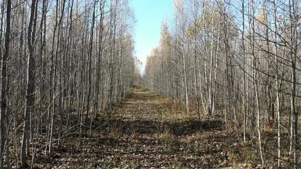 Drone Flying Through the Alley From the Trees in the Woods, Autumn Scene, Mood, Concept, Aerial Shot
