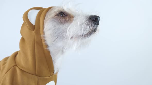 Head profile of a Jack Russell Terrier in a brown teddy bear suit