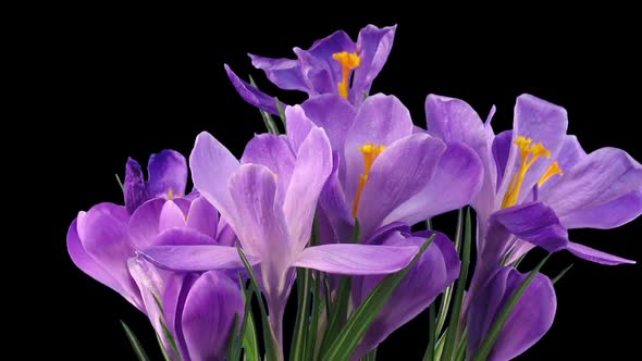 Time-lapse of growing and dying purple crocus