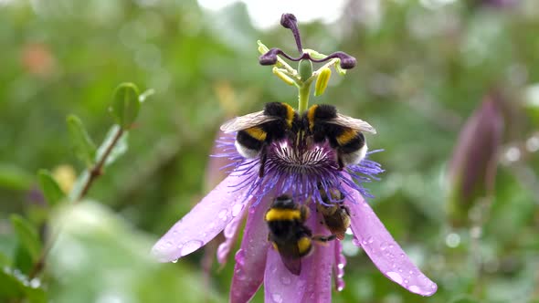 Bumblebees pollinating blooming flower covered with raindrops