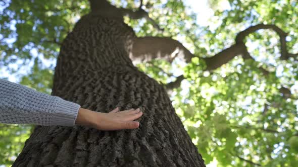 Close Up Woman Hand's That Touching on Tree Trunk in the Forest