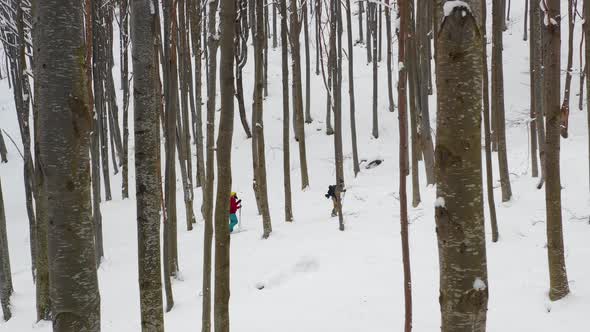 Splitboard and Ski touring Concept. Uphill in a line in the mountains forest woods