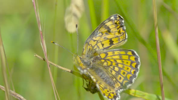 Yellow and black butterfly 