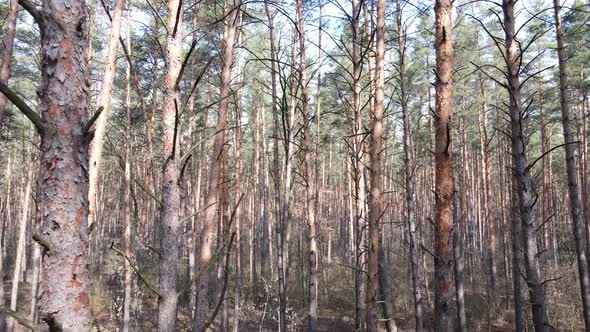 Forest Landscape Aerial View Slow Motion