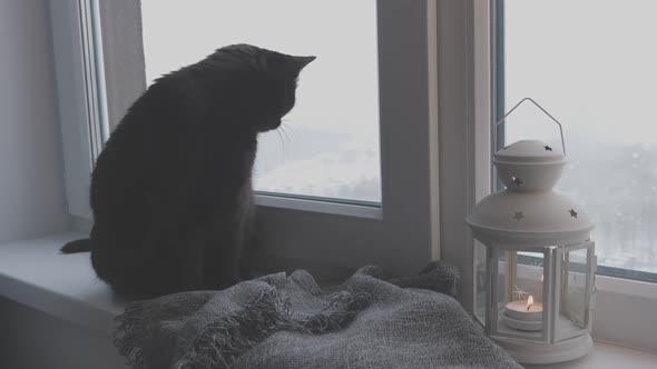 Cat Sitting on Windowsill and Looking Out Window