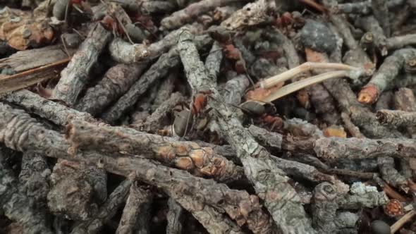 Wild Ant Hill in the Forest Super Macro Closeup Shot