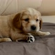 The puppy sighs heavily and goes to bed - VideoHive Item for Sale