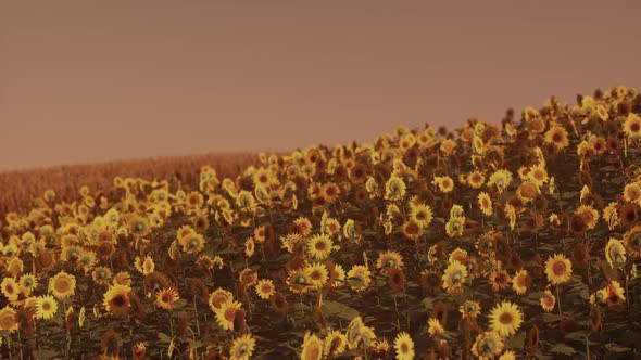 Field of Blooming Sunflowers on a Background Sunset