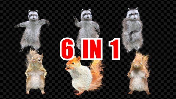 Squirrel Raccoon Dancing 6 Pack