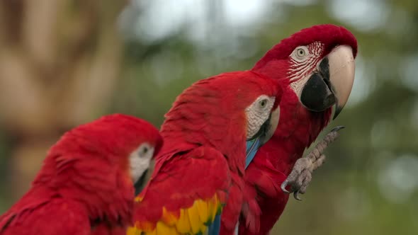 parrot turns and lifts foot looking at friends