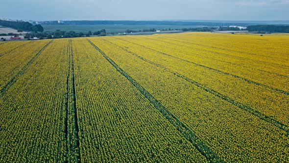 Flowering of Yellow Sunflowers in the Field