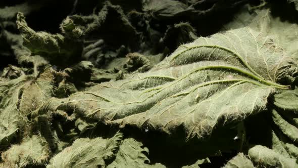 Slow pan over common nettle Urtica dioica leaves   4K footage