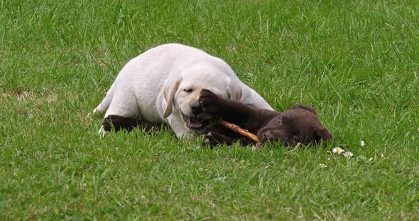 Yellow Labrador Retriever and Brown Labrador Retriever, Group of Puppies Playing on the Lawn