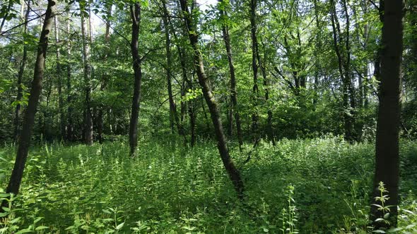 Beautiful Green Forest on a Summer Day Slow Motion