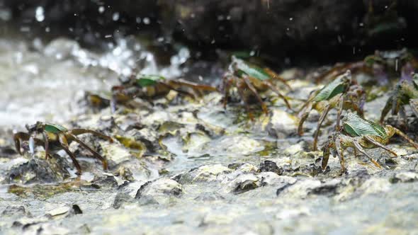 Crabs on the Rock at the Beach