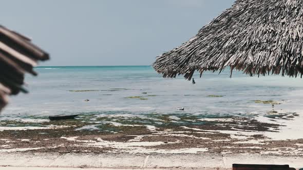 Thatched Umbrellas on the Sandy Beach By the Ocean at Low Tide Zanzibar Africa