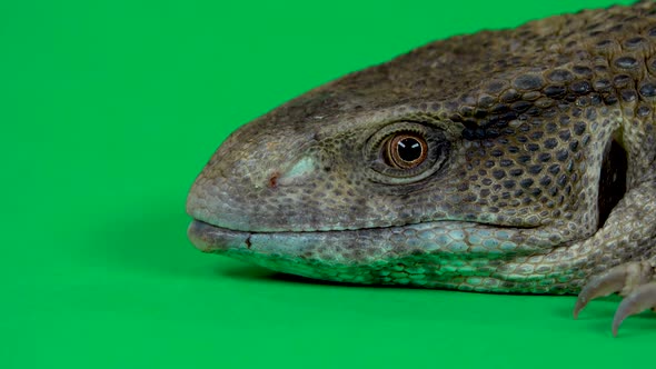 Savannah Monitor Lizard - Varanus Exanthematicus on Green Background