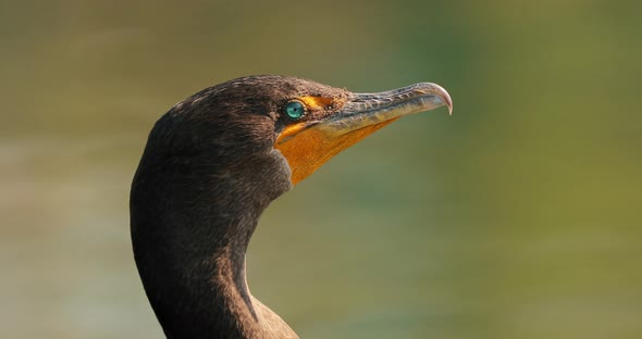 Wild Animals and Nature, Double-crested Cormorant Bird Close Up View