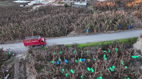 A car with bananas goes to the market aerial view 4 k Alanya Turkey