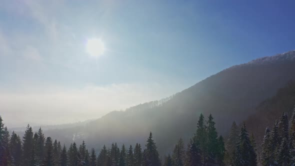 Dark Forest of Evergreen Trees Covered with Snowwhite Snow Under Lush Clouds