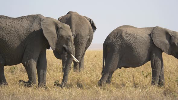 Elephants eating grass