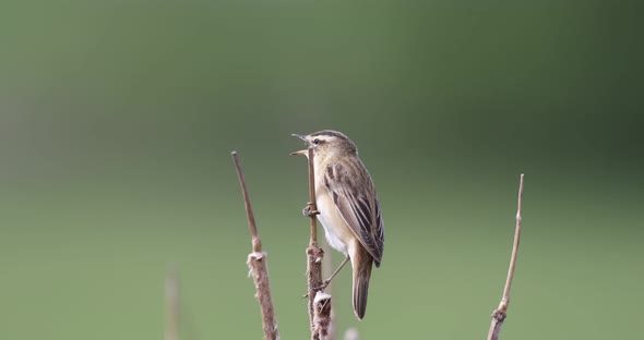 Small song bird Sedge warbler, Europe wildlife