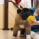 Joyful girl playing with her dog with tennis ball - VideoHive Item for Sale