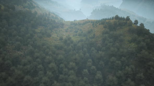 Trees on Meadow Between Hillsides with Forest in Fog