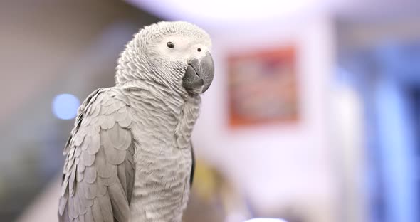 African grey parrot eating sunflower seed
