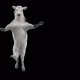 57 White Horse Dancing HD - VideoHive Item for Sale