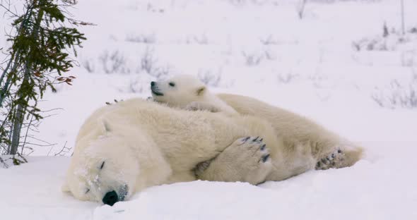 Wide shot of a Polar Bear sow and two cubs resting. One cub is visible and then the other wakes and