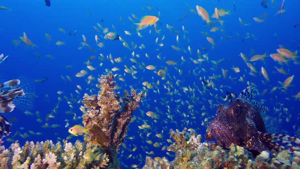 Tropical Blue Water and Lion-Fish