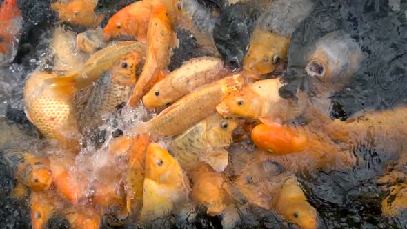 Colorful Koi Carp Fish in a Farm Pond Feeding