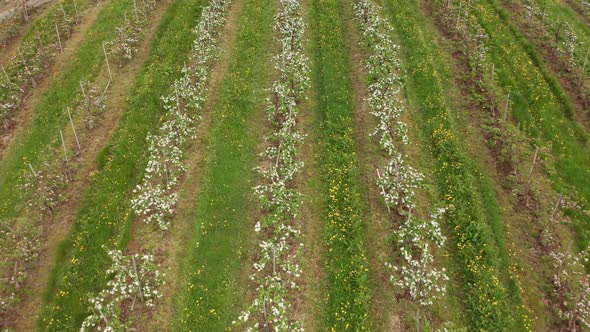 Blooming rows of apple trees in Hardanger Norway agriculture farmland - Reverse aerial close to far