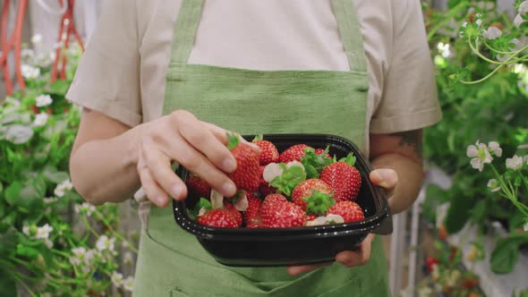 Nursery Worker With Picked Strawberries