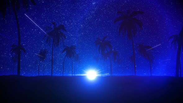 Night Summer With Palm Background