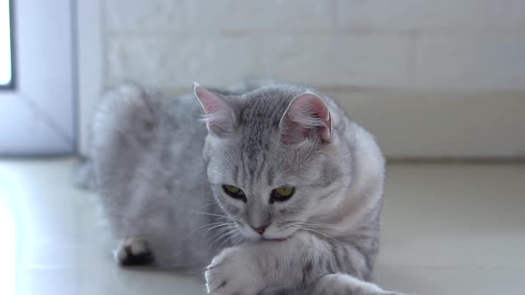 Cute Fat Scottish Cat Licking Leg For Clean