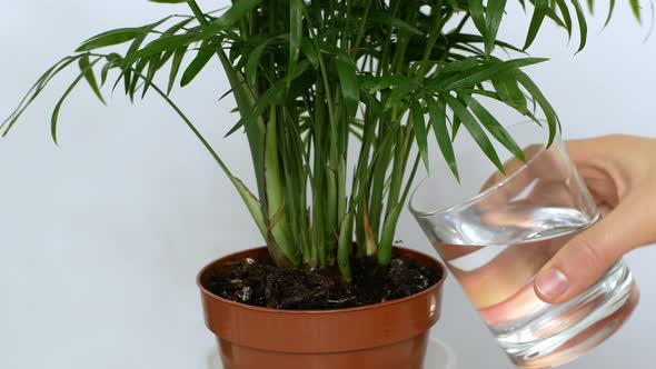 Watering green plants in pots, tending, growing flowers in a modern office
