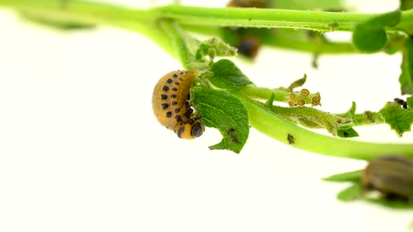 Colorado Beetle and Larvae Eat Potato Stalk on a White Background