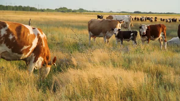 Cows in the Pasture