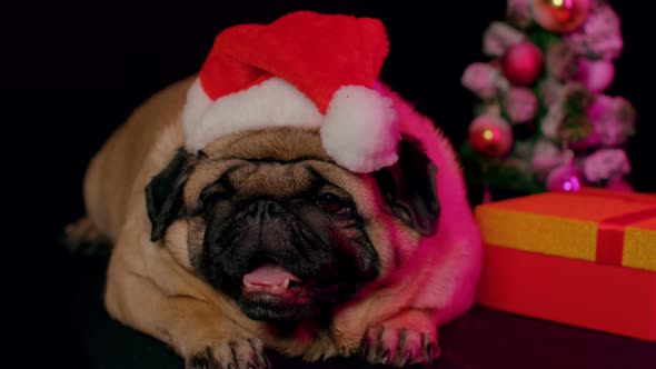 Pug, dog in a hat like Santa Claus.