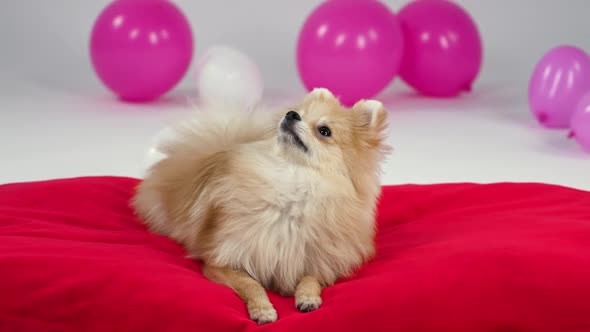 Front View of a Lying Pomeranian Dog Breed in the Studio on a Gray Background with Pink and White